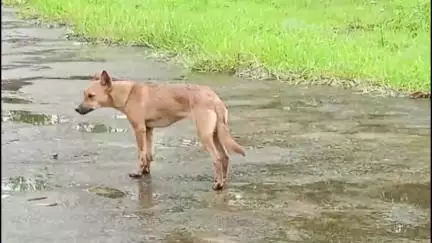 ദേവികുളം: ദേവികുളത്ത് തെരുവ് നായ ആക്രമണത്തിൽ ആറ് വിദ്യാർത്ഥികൾക്ക് പരിക്ക്