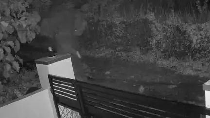 തലപ്പിള്ളി: മുള്ളൂർക്കര വാഴക്കോട് ജനവാസ മേഖലയിലെത്തിയ കാട്ടാനയുടെ സി.സി.ടി.വി ദൃശ്യം പുറത്ത്