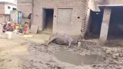 कासगंज: गोरहा गांव में जर्जर लाइन का तार टूटकर गिरने से करंट की चपेट में आकर मवेशी की मौत, विद्युत विभाग पर लापरवाही का आरोप