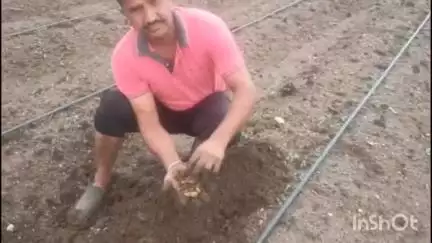 फुलंब्री: पिंपळगाव गांगदेव येथील सुमारे 100 एकर अद्रक पिकाला सड, नुकसान भरपाई देण्यासाठी सरपंचाचे कृषी अधिकाऱ्याला निवेदन