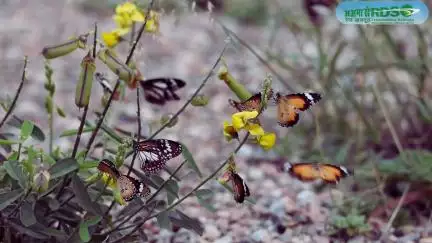 🌿🦋RDSO's Butterfly Garden | a testament to innovative ecological efforts by RDSO! #Biodiversity #greenindia
