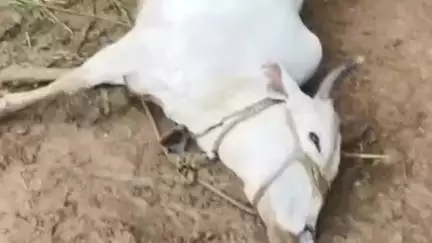 नैनवां: चेनपुरिया गांव में आकाशीय बिजली गिरने से एक गाय और एक भैंस की हुई मौत, बिजली के उपकरण भी जले