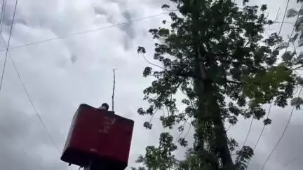 जळगाव: जिल्हा रूग्णालय परिसरात मांजात अडकलेल्या शिक्रा पक्ष्याला जीवदान, वन्यजीव संरक्षण संस्था आणि अग्निशमन दलाची कामगिरी