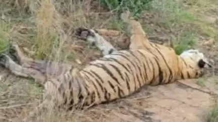 बूंदी: तीनों शावकों की विदाई के साथ मां टी-84 एरोहेड ने भी कहा अलविदा