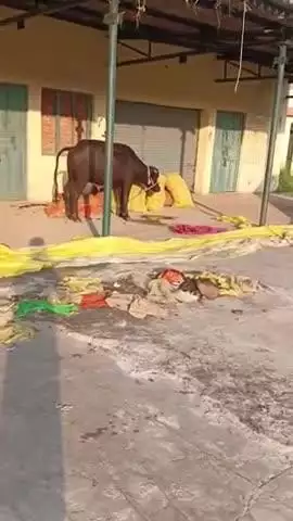पूरनपुर मंडी में आवारा पशु कर रहे हैं नुकसान कोई सुनवाई नहीं हो रही#breakingnews #viralvideo#trendingvideo #viral
