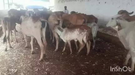 नांदुरा: मलकापुर रोडजवळ NH-53 हायवे बायपास प्रियंका हॉटेलजवळ निर्दयीपणे गुरांची वाहतूक करणारे तीन ट्रक पकडले
५९ गुरांची सुटका