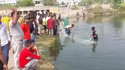 पाली: लाखोटिया तालाब के तीसरे भाग में तीसरे दिन भी मछलियों के मरने का क्रम जारी, लोगों ने जाल डालकर बीमार मछलियों को बचाया