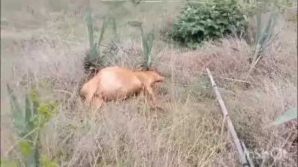 लातेहार: लातेहार के किनामार ग्राम में बिजली के करंट से एक पशुधन की मौत