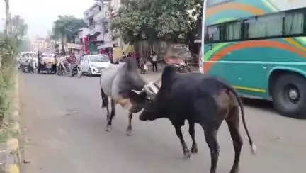 डिंडौरी: डिंडौरी के मुख्य मार्ग सहित अन्य मार्गों पर पशुओं का जमावड़ा, राहगीर परेशान