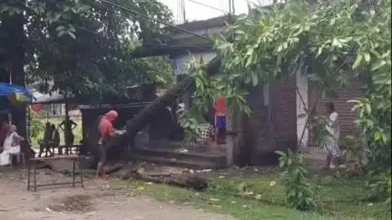 মাটিগাড়া: পাতিরাম জোতে একটি বিশালাকার গাছ উপড়ে পড়ে বিদ্যুৎ সংযোগ বিচ্ছিন্ন; সমস্যায় এলাকাবাসীরা  
#jansamasya