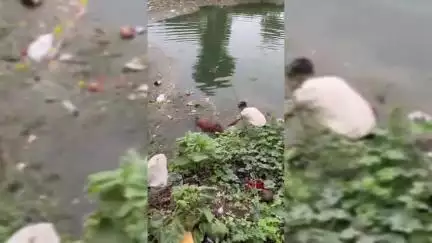 નડિયાદ: કિડની હોસ્પિટલ પાસે કેનાલમાં ગાય ખાબકી.