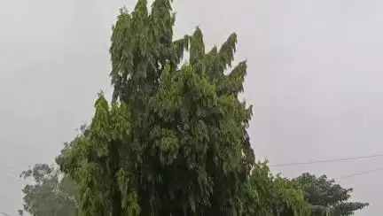 दरभंगा: दरभंगा में बारिश से लोगों को भीषण गर्मी से मिली राहत, किसानों को भी मिली राहत
