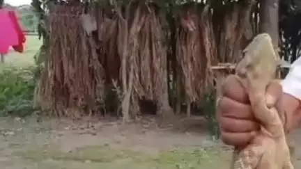 জলপাইগুড়ি: নগরায়নের কোপে জঙ্গলছাড়া ইয়েলো মনিটর, জলপাইগুড়ি শহরের লোকালয়ে ঢুকে পড়ল বিলুপ্তপ্রায় সরীসৃপ