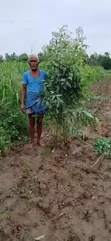 gausganj Sarai Faridpur Bareilly