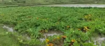 पटमदा: मूसलाधार बारिश से फसलों को भारी नुकसान, कीमतें आसमान छू सकती हैं