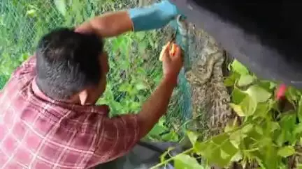 বান্দোয়ান: ঘুসিকডী গ্রামে উদ্ধার ময়াল সাপ