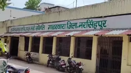 गाडरवारा: गाडरवारा कृषि अनाज मंडी में मूंग के दाम सही न मिलने से किसान परेशान, किसानों ने दी जानकारी