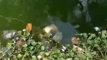 भिंड नगर: गौरी सरोवर में तैरता मिला अज्ञात नवजात का शव, वीडियो आया सामने