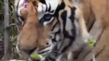 पन्ना: मौत के मुंह से लौटा बाघ P-243, PTR में फिर गूंजी बाघ की दहाड़