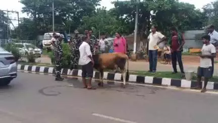 ବାଲିିଅନ୍ତା: ଗୁଡ଼ିଆପୋଖରୀ ଠାରେ ଗାଈକୁ ପିଟିଲା କାର, ଅଳ୍ପକେ ବର୍ତ୍ତିଲେ ୪