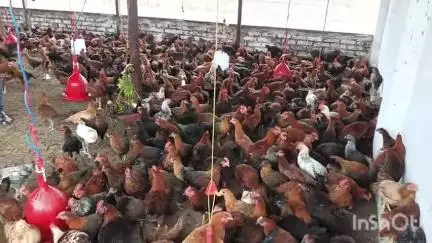 गोह: कुर्रमाईन में मिल रहा है सबसे सस्ता देसी मुर्गा, बकरी व लार्ज वाइट सुअर, अधिक जानकारी के लिए संपर्क करें- 78528 33127