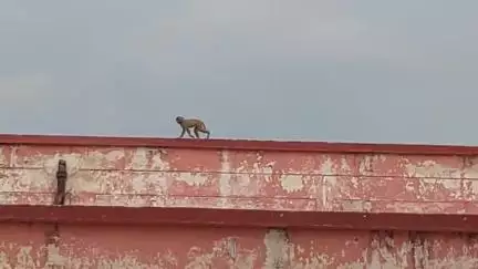 सिराथू: सिराथू सीएचसी में बंदरों बंदरों का आतंक, स्टाफ़ ने कहा-कई लोगों को किया घायल, वार्ड में भी घुसते हैं बन्दर #jansamasya