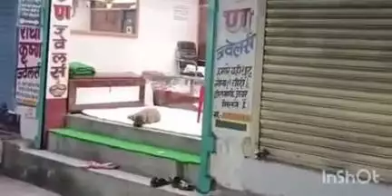 फतुहा: पूरा फतुहा शहर पूछकटवा बंदर के आतंक से परेशान