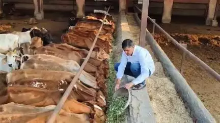 टिब्बी: टिब्बी की गौशाला में गायों को हरा-भरा व गुड़ खिलाकर शादगी से मनाया गया लोकसभा में नेता प्रतिपक्ष राहुल गांधी का जन्मदिन