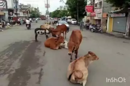 चंद्रपूर: मनपातर्फे मोकाट जनावरे पकडण्याची मोहीम;
जनावरांच्या मालकांवर होणार फौजदारी कारवाई