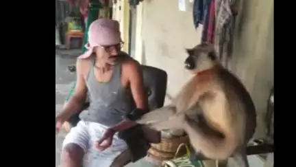 ডেবরা: পায়রাচালিতে অসুস্থ হনুমান উপস্থিত হোলো এক ব্যাক্তির বাড়ীতে,বন দপ্তরের খবর দেওয়ার আগেই উধাও হনুমান,খোঁজ চালাচ্ছে বন বিভাগ