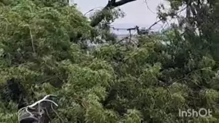 वाशिम: वादळी वाऱ्याने वाटाणे लॉन जवळ रामराव सरनाईक कॉलेज परिसरातील वृक्ष रस्त्यावर कोसळला, अग्निशमन दलाने केला रस्ता मोकळा