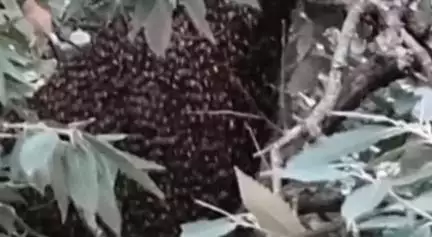 बाराकोट के डोबाभागू में पहली बार एपिस डोरसाटा  प्रजाति का मौन वंश देखने को मिला। मैदान से पलायन कर पहुंचा पहाड़।
