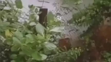 तळोदा: राजकुळे नगरात घरात शिरला तरस; परिसरात नागरिकांमध्ये भीतीचे वातावरण