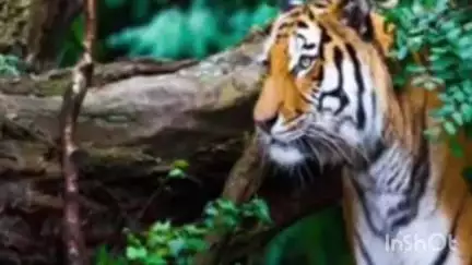 नागभिर: तळोदी बाळापुर वनपरिक्षेत्र अंतर्गत येत असलेल्या जिवनापुर गावात एक जण वाघाच्या हल्ल्यात गंभीर जखमी