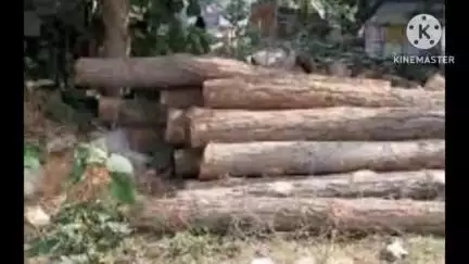 कटकमसांडी: शाहपुर में वन विभाग ने सखुआ की 14 बोटा लकड़ी पकड़ी