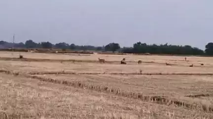 कादीपुर: नीलगाय के आतंक से किसान परेशान, लामा बनकटा गांव के पास नीलगाय किसानों की फसलों को कर रहे हैं बर्बाद