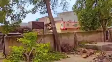 तेल्हारा: पाथर्डी गावातील शासकीय रुग्णालयामध्ये अवैद्य वृक्षतोड प्रकरणी सरपंचाला वनविभागाने ठोठवला दंड