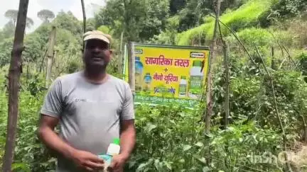 चच्योट: इफको उत्पादों से टमाटर की फसल में 30% वृद्धि, किसान संजीव कुमार को मिला लाभ