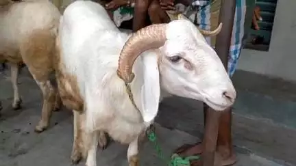 தருமபுரி: சந்தைப்பேட்டை ஆட்டுச் சந்தையில் ஆடு விற்பனை குறைவு 37 லட்சத்துக்கு  ஆடுகள் விற்பனையானது