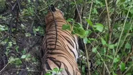 உதகமண்டலம்: பைக்காரா,மசினகுடி என நீலகிரியில் தொடரும் புலிகள் மரணம் வனஆர்வலர்கள் அதிர்ச்சி