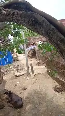 Uttarnawan gaw me itna garmi hai ki jo dekhiye baccha log pipal ka 🌲 tree par garmi se bechain hai ##@#@