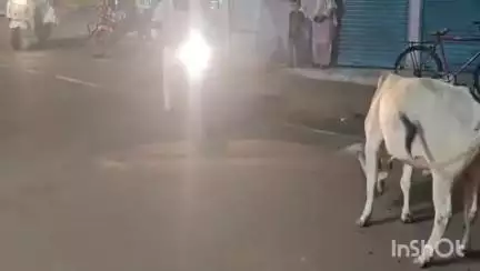 जैतपुर: धनपुरी नगर में आवारा मवेशियों की वजह से लोगों को हो रही है परेशानी, नगर पालिका नहीं दे रहा ध्यान #jansamasya
