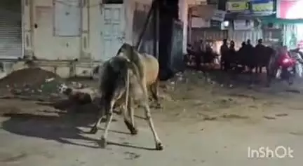 મોડાસા: શહેરના સુકાબજાર વિસ્તારની જૂની નગરપાલિકા પાસે બે આખલાઓ વચ્ચે લડાઈથી અફરાતફરી સર્જાઈ #Jansamasya