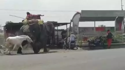 रतलाम: पलसोड़ा फंटे पर हाथी और घोड़े की लड़ाई, सोशल मीडिया पर वायरल हुआ वीडियो