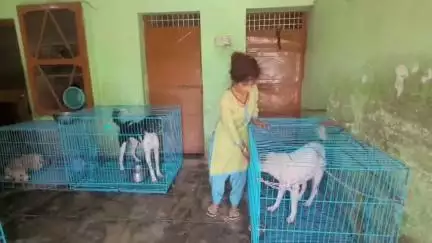 नालागढ़: मानवता की मिसाल: शकुंतला देवी आर्थिक तंगी में भी 40 कुत्तों की संभाल रही जिम्मेदारी