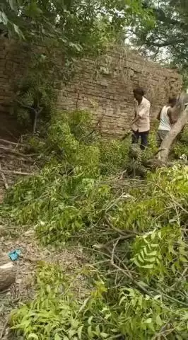 बख्शी का तालाब: बेहड करौंदी गांव में हरे-भरे नीम के पेड़ों की हुई अवैध कटाई, पुलिस और वन विभाग अनजान