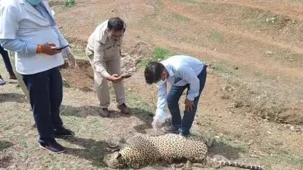 महू मानपुर रेंज के खुर्दा बिट में मिला तेंदुए का शव, शरीर पर चोट के निशान