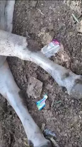 मेरठ: लिसाडी गेट में कार सवार युवकों ने बेजुबान को मारी टक्कर, रीड की हड्डी और दोनों पैर टूटे, बिना कार्रवाई के छोड़ा