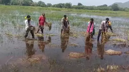 କଣ୍ଟାବାଞ୍ଜି: ବଲଧା ପଞ୍ଚାୟତ ରେ ଦାଉ ସାଜିଲା ଅଦିନିଆ ବର୍ଷା, ବିଲରେ ଗଜା ହେଲା ଧାନ #Jansamasya