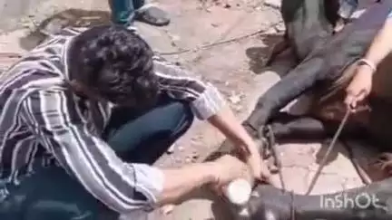 सीहोर नगर: ट्रामा सेंटर के पास अज्ञात वाहन की टक्कर से घायल हुआ एक नंदी, वीएचपी बजरंग दल के कार्यकर्ताओं ने किया उपचार